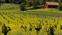 Dry Creek Valley