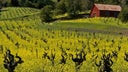 Dry Creek Valley