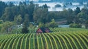 Dundee Hills