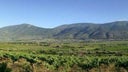 Falanghina del Sannio