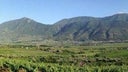 Falanghina del Sannio