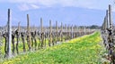 Friuli Isonzo