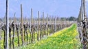 Friuli Isonzo