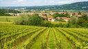 Gavi - Cortese di Gavi