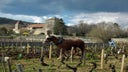 Gevrey-Chambertin Les Cazetiers