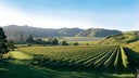 Gisborne