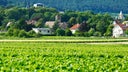 Griotte-Chambertin