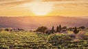 Irpinia Campi Taurasini