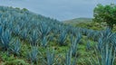 Jalisco
