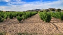 Jumilla