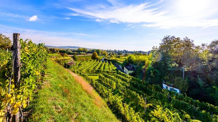 Kamptal Vineyards