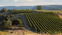 King Valley