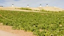 La Mancha