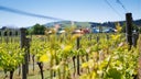 Martinborough