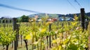 Martinborough