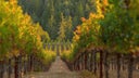 Mendocino County