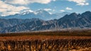 Mendoza