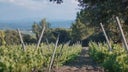Minervois