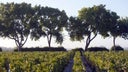 Moulis-en-Medoc