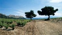 Muscat de Beaumes-de-Venise