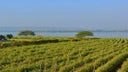 Nashik