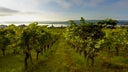 Neuchatel