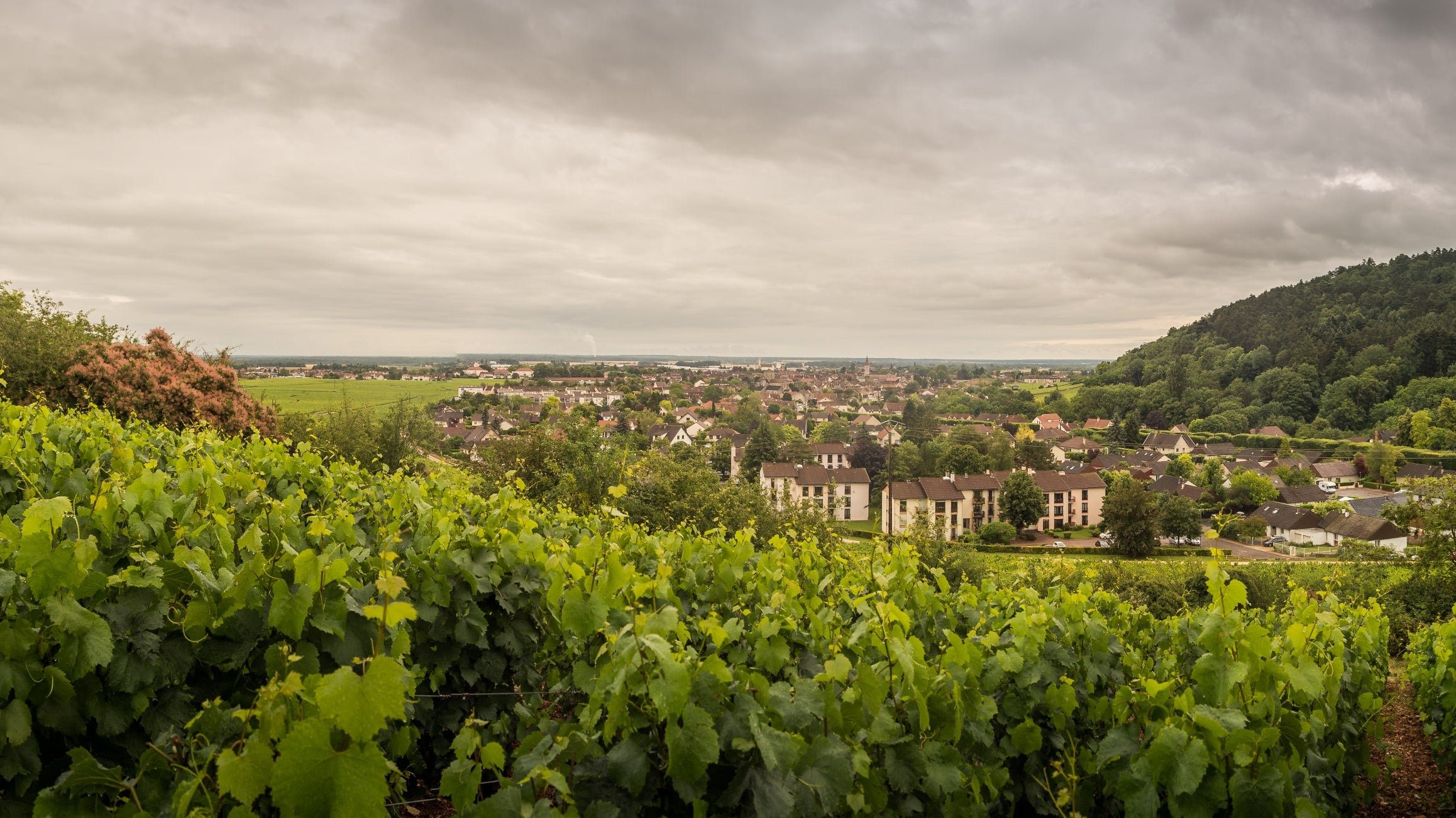 Nuits-Saint-Georges Les Saint-Georges, Burgundy - France