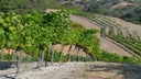 Paso Robles Willow Creek District
