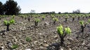 Pessac-Leognan