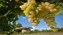 Pineau des Charentes