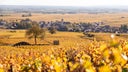 Pommard Les Jarolieres