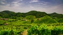 Prosecco
