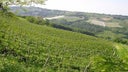 Reggiano