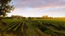Russian River Valley