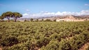 Abadia Retuerta - Sardon de Duero