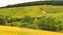Siefersheim