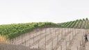 Sonoma Mountain