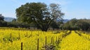 Sonoma Valley