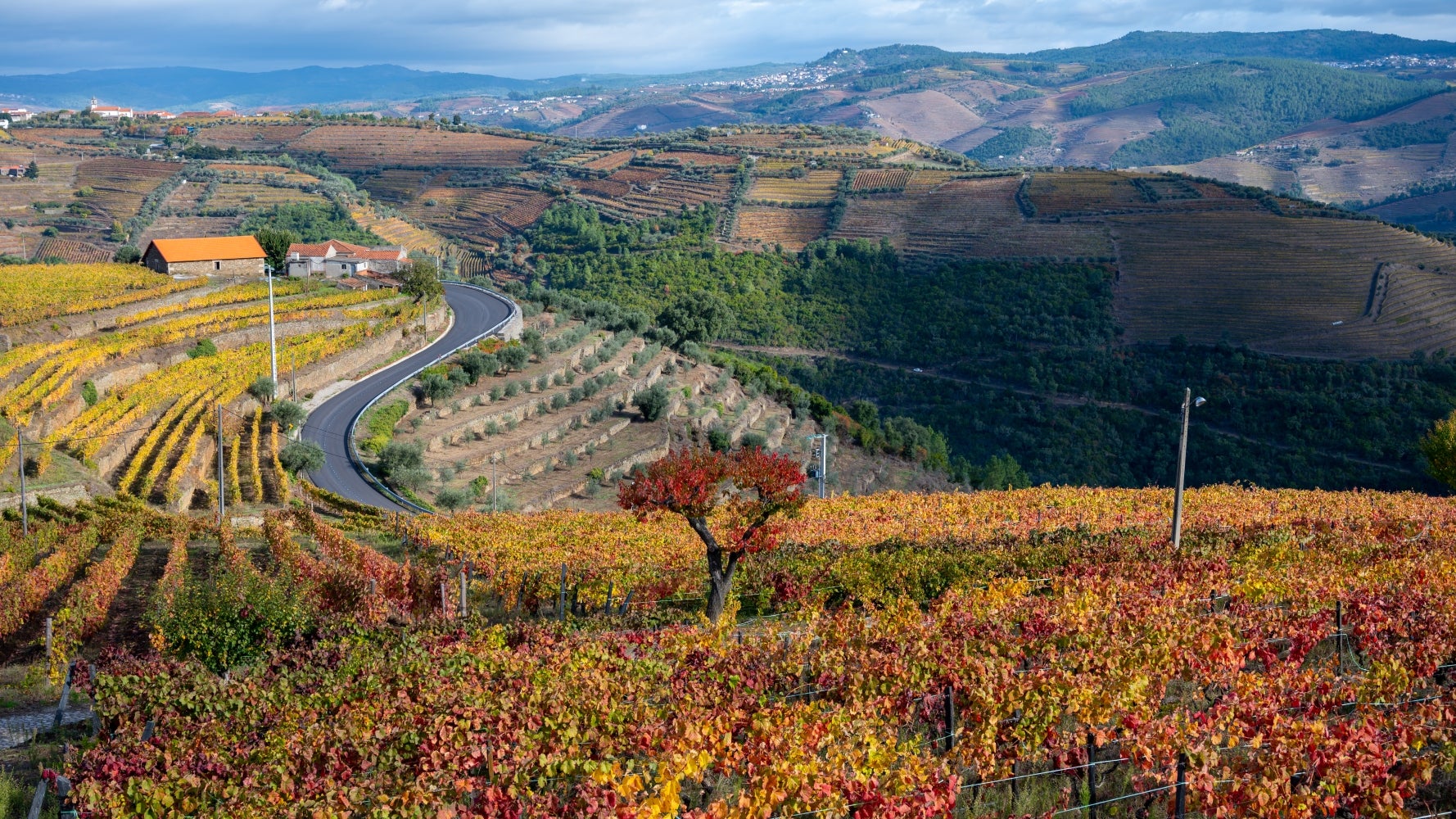 洋書 Port Wine Quinras of the Douro Port and the Douro (5th edition) – Academie Du Vin Library