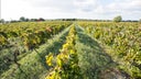 Terre Siciliane IGT
