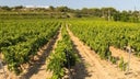 Vacqueyras