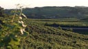 Vale dos Vinhedos