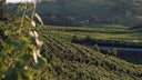 Vale dos Vinhedos
