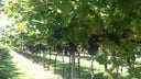 Valpolicella Ripasso Classico