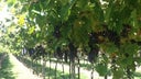 Valpolicella Ripasso Classico