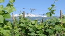 Vigneti delle Dolomiti IGT