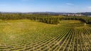 Vinho Verde