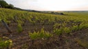 Volnay Premier Cru