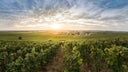 Vosne-Romanee