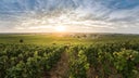 Vosne-Romanee Les Petits Monts
